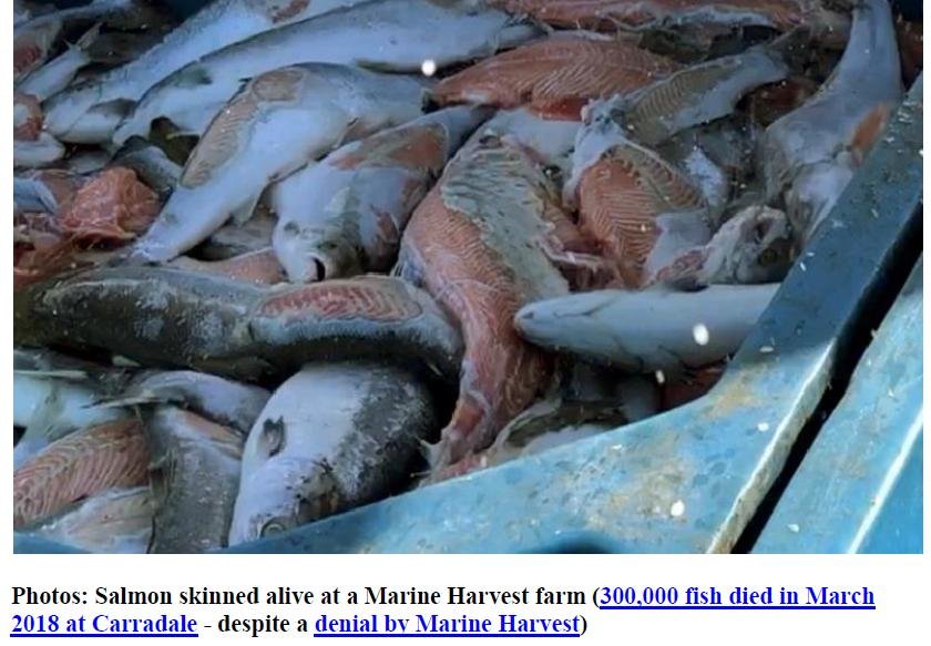 PR The Skinny on Scottish Salmon 15 Oct 2018 #2