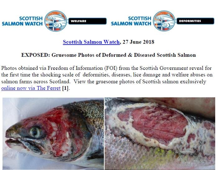 PR Exposed - Gruesome Photos of Deformed & Diseased Scottish Salmon 28 June 2018 #1 PR Exposed - Gruesome Photos of Deformed & Diseased Scottish Salmon 28 June 2018 #1