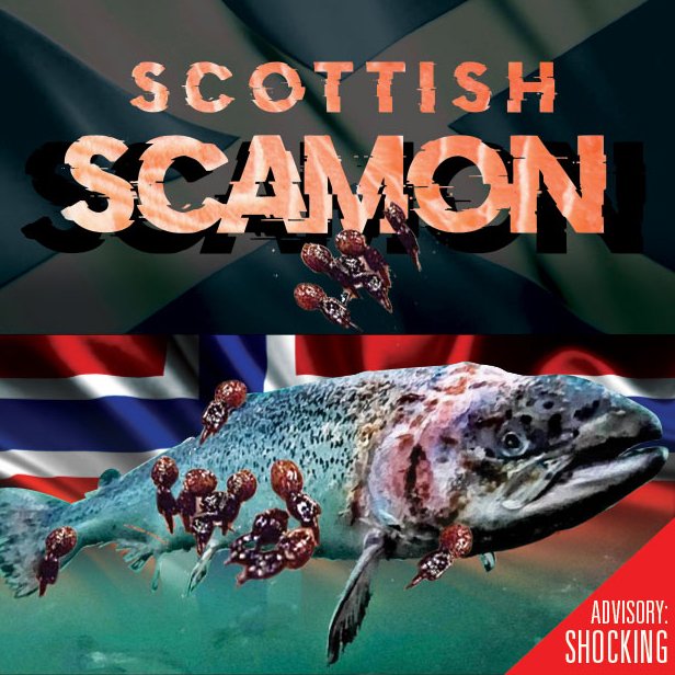 ScamonFilm-1c ScamonFilm-1c