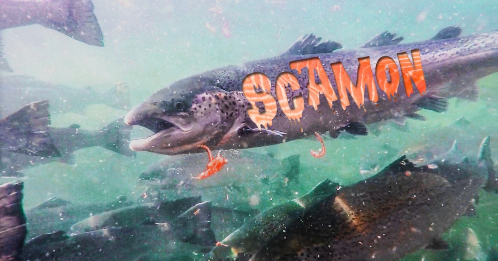 Scottish Scamon word in flesh of fish Scottish Scamon word in flesh of fish