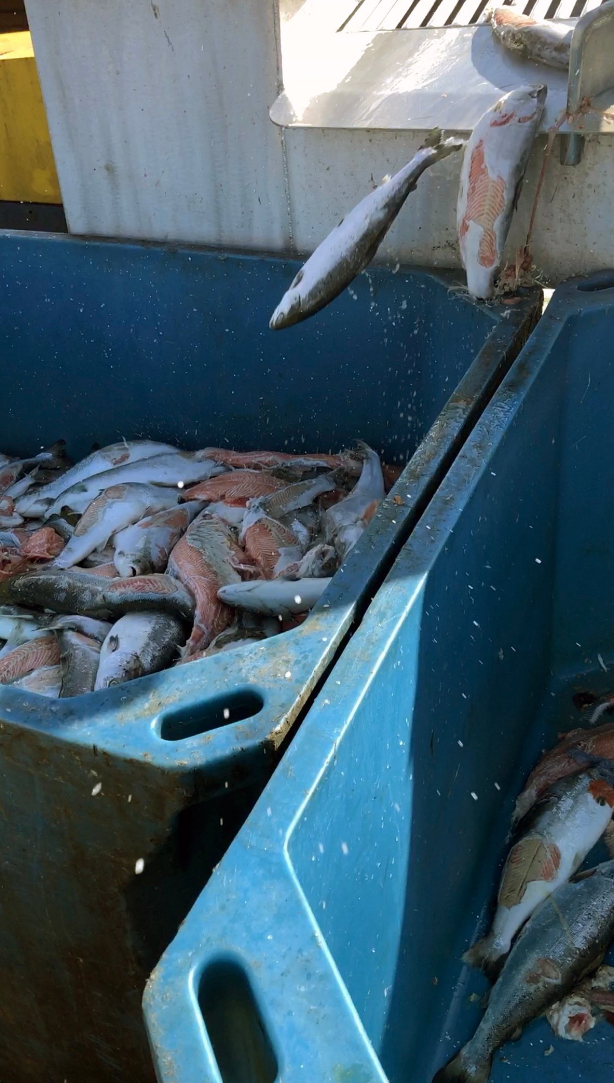 Whistleblower Carradale #3 Whistleblower Carradale #3