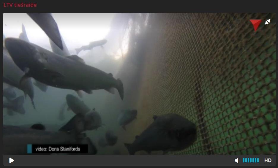 Latvian TV #11 deformed fish at Quarry Point