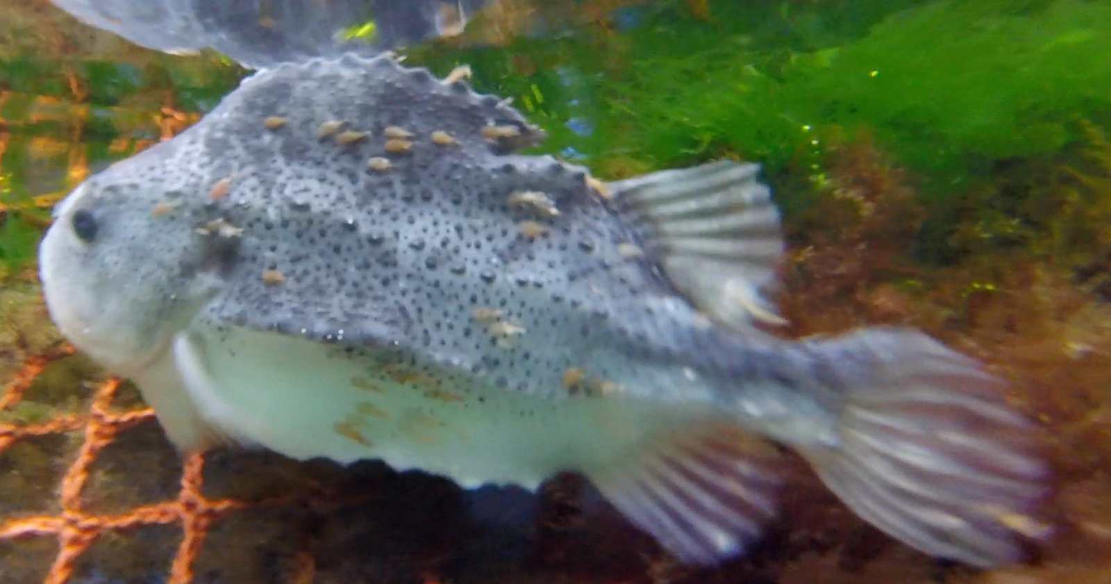 Photo Still #6 Licey lumpfish just below surface of cage Photo Still #6 Licey lumpfish just below surface of cage
