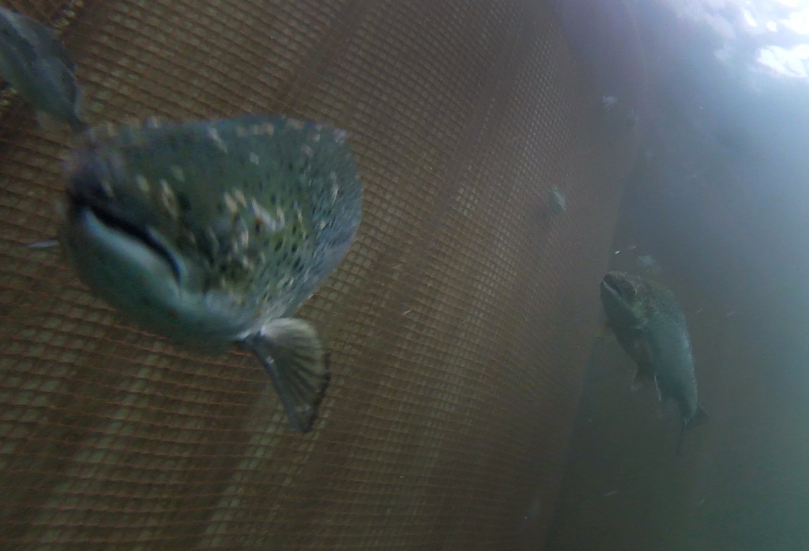Photo Still #4 Lice infested salmon