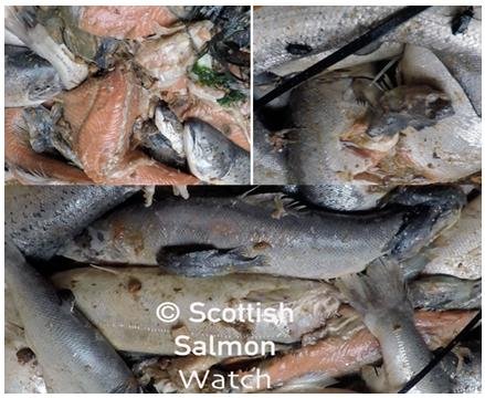 Mort collage #1 Mort collage #1