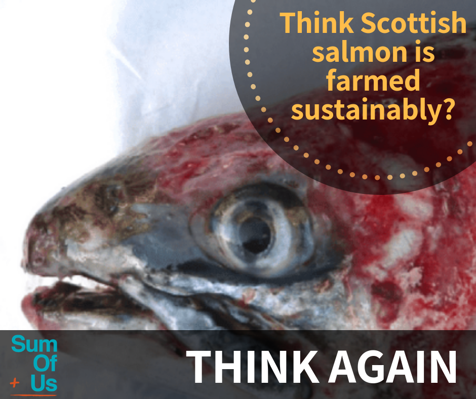 Think Scottish salmon is farmed sustainably_ (1)