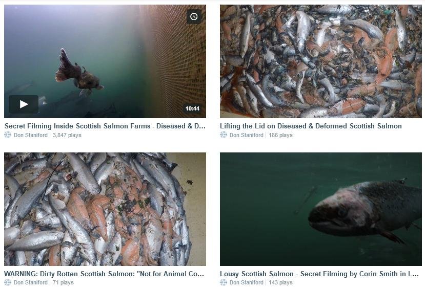 Vimeo #5 group of four Vimeo #5 group of four