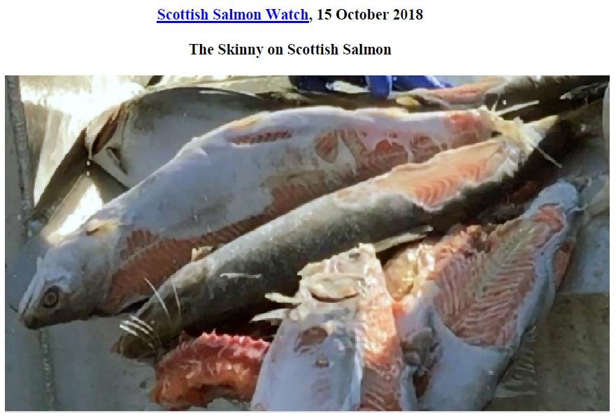 PR The Skinny on Scottish Salmon 15 Oct 2018 #1