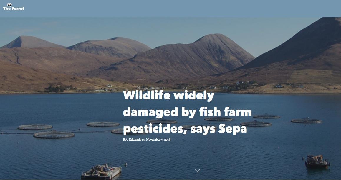 Ferret 7 Nov 2018 #1