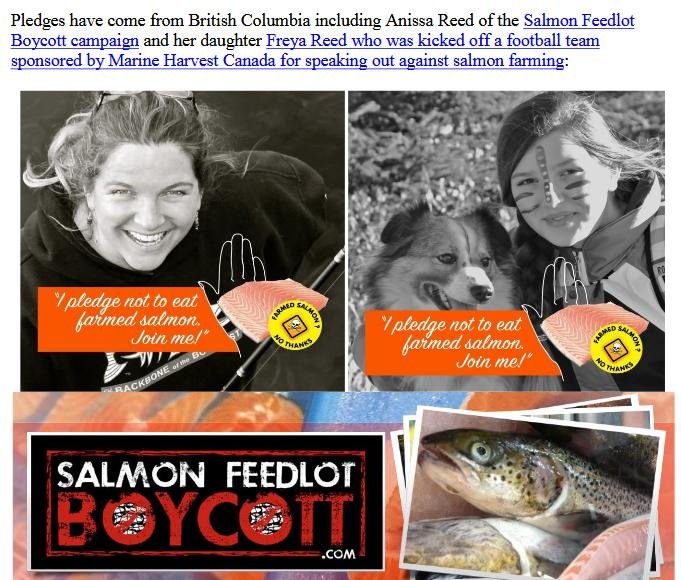 PR Salmon Pledge Goes Wild Around the World 9 November 2018 #8