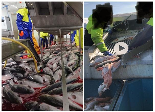 PR Blowing the Whistle on Scottish Salmon 25 Nov 2018 photo PR Blowing the Whistle on Scottish Salmon 25 Nov 2018 photo