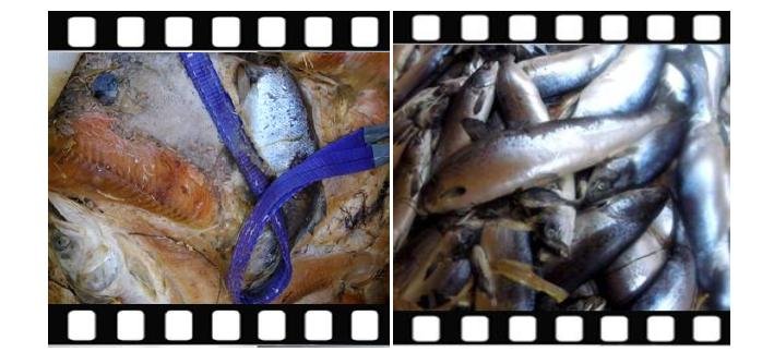 PR Dirty Secrets Lurking Under Scottish Salmon's Lice Skirt 7 Sept 2018 #9