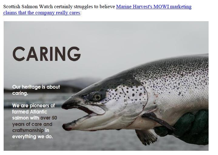 Media Backgrounder MOWI - Unfit for Purpose Nov 2018 #4