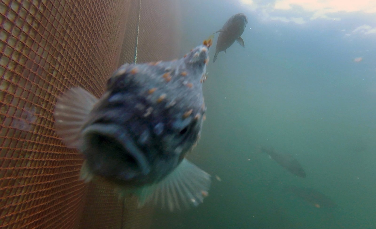Photo Still #3 b Licey lumpfish with salmon swimming above closer but not as good focus