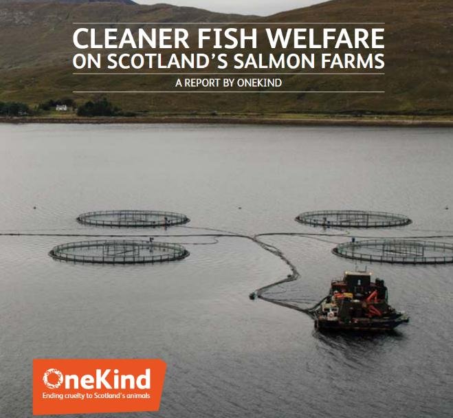 OneKind report OneKind report