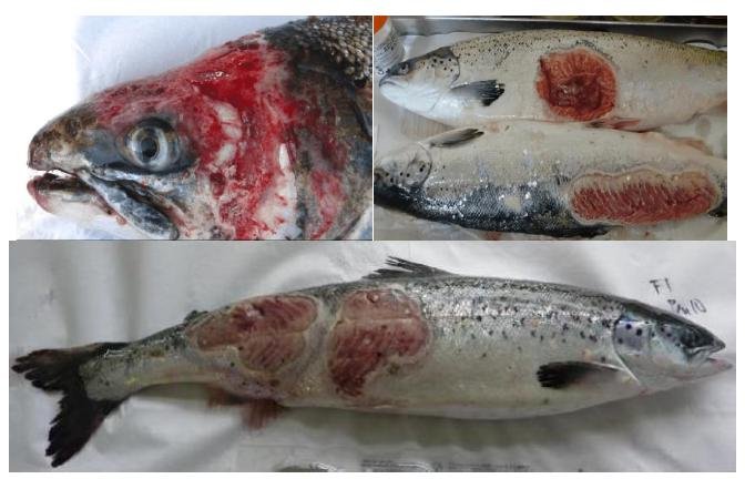 PR Parliament Grills Scottish Salmon 5 Feb 2019 #6