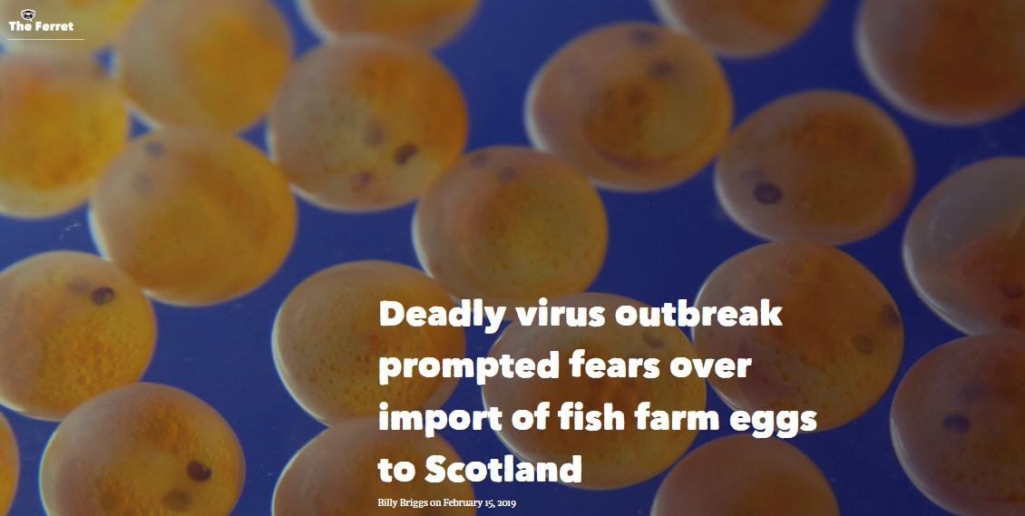 Ferret 15 Feb 2019 #1