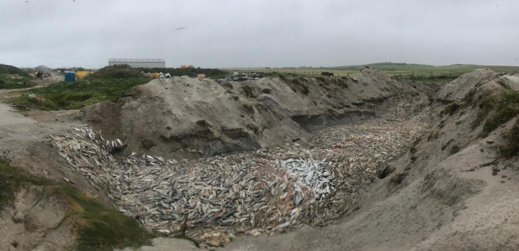 Whiteshore Cockles dump #1 Whiteshore Cockles dump #1