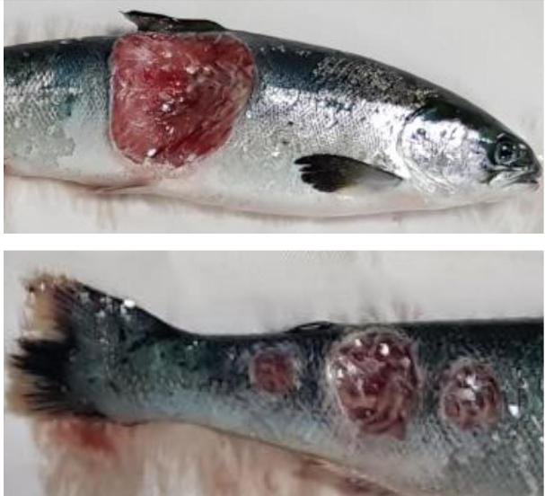 FHI photo #1 2018 FHI photo #1 2018