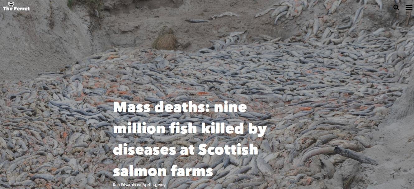 Ferret 14 April 2019 #1