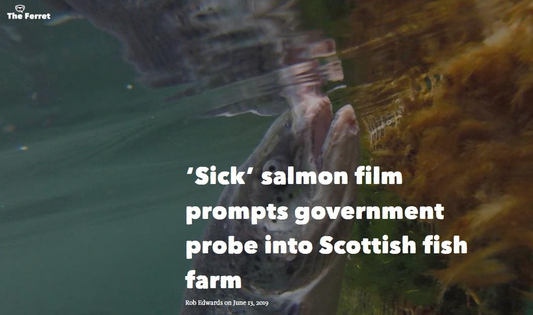 Ferret sick footage 13 June 2019 #1 Ferret sick footage 13 June 2019 #1