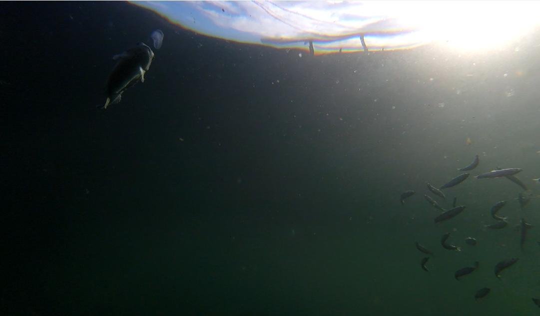 Photo Arran #1a wild fish with lumpsucker GOPRO1183 2 min 10 secs Photo Arran #1a wild fish with lumpsucker GOPRO1183 2 min 10 secs