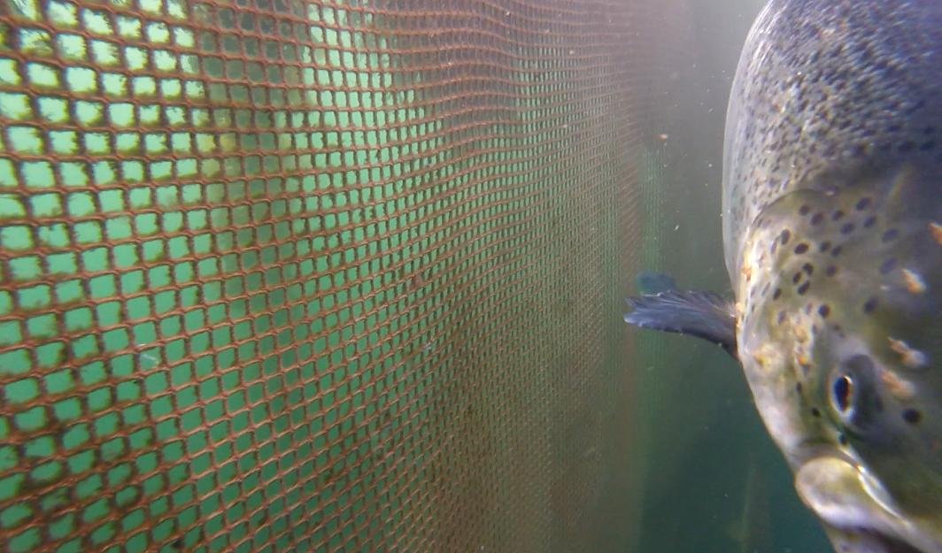 Photo Arran #2 lice-infested salmon GOPRO1187 1 min 27 secs Photo Arran #2 lice-infested salmon GOPRO1187 1 min 27 secs