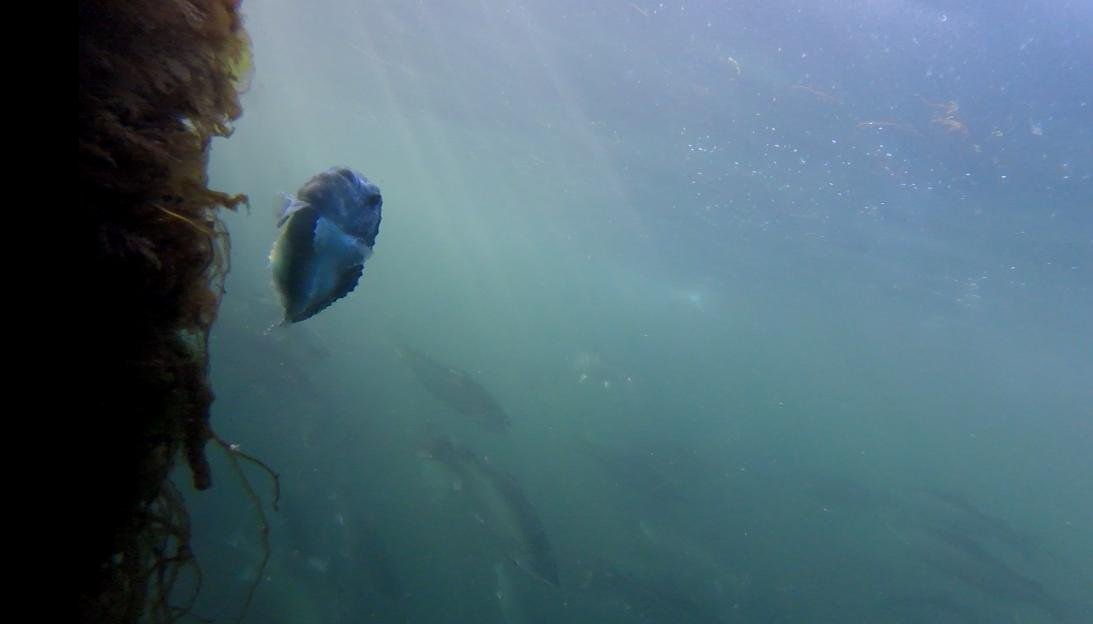 Photo Arran #8 lumpsucker GOPRO1191 1 min 18 secs Photo Arran #8 lumpsucker GOPRO1191 1 min 18 secs