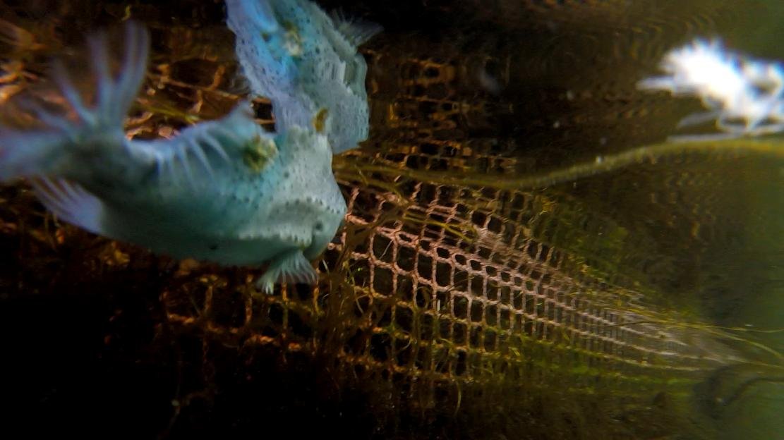 Photo Arran #13 lumpsucker with damage GOPRO 1182 4 mins 17 secs Photo Arran #13 lumpsucker with damage GOPRO 1182 4 mins 17 secs