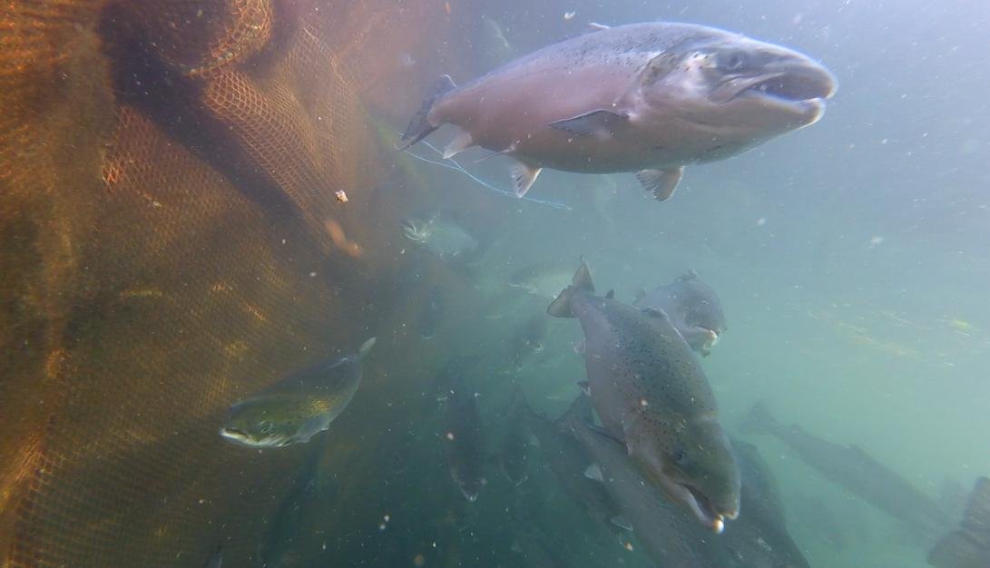 Photo Arran #5 pellets & shit soup GOPRO1189 4 min 03 secs Photo Arran #5 pellets & shit soup GOPRO1189 4 min 03 secs