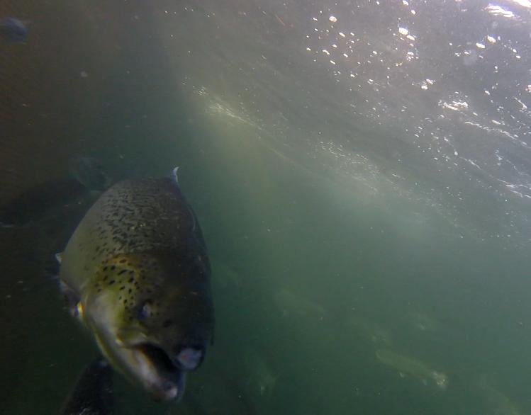 Photo Arran #7 Snout damage GOPRO1190 3 min 14 secs Photo Arran #7 Snout damage GOPRO1190 3 min 14 secs