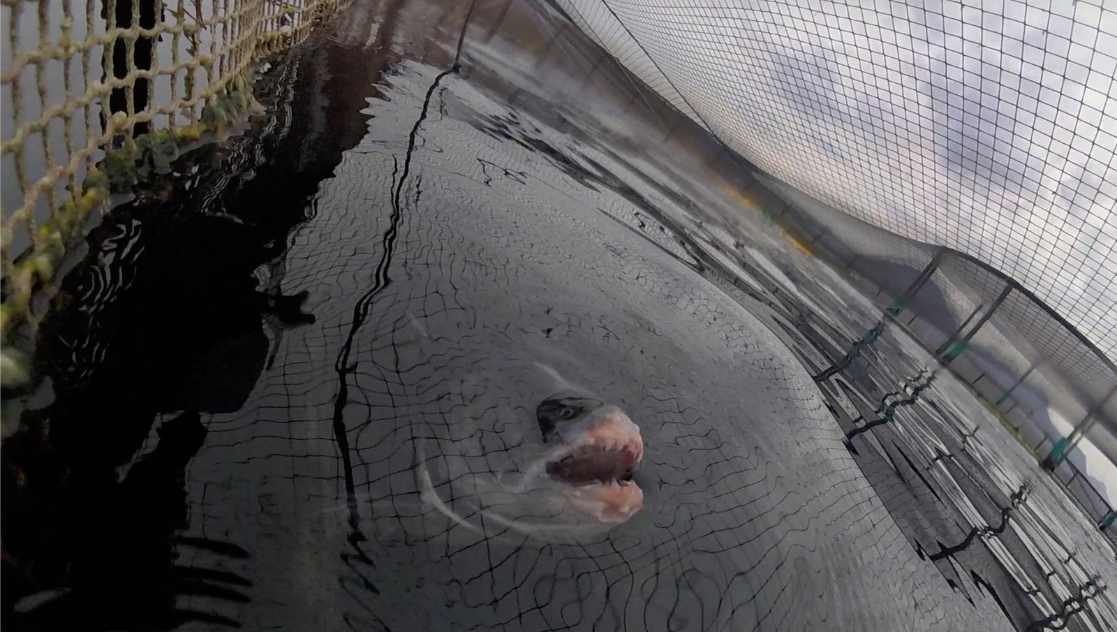 Photo #1 shark surfacing Photo #1 shark surfacing