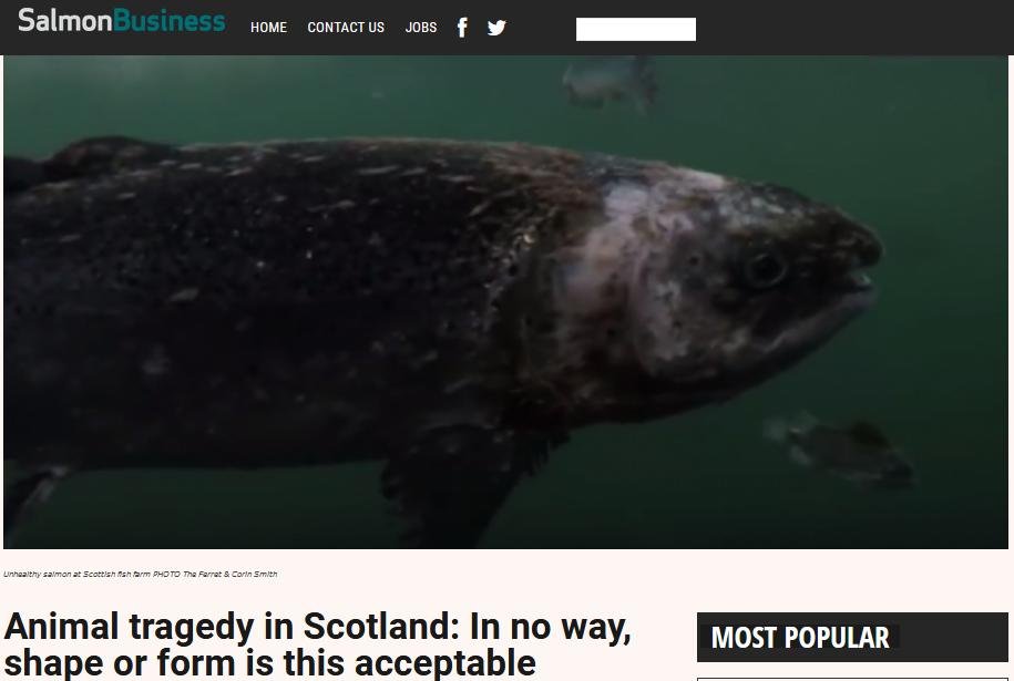 Salmon Business Sept 2018 #1 Salmon Business Sept 2018 #1