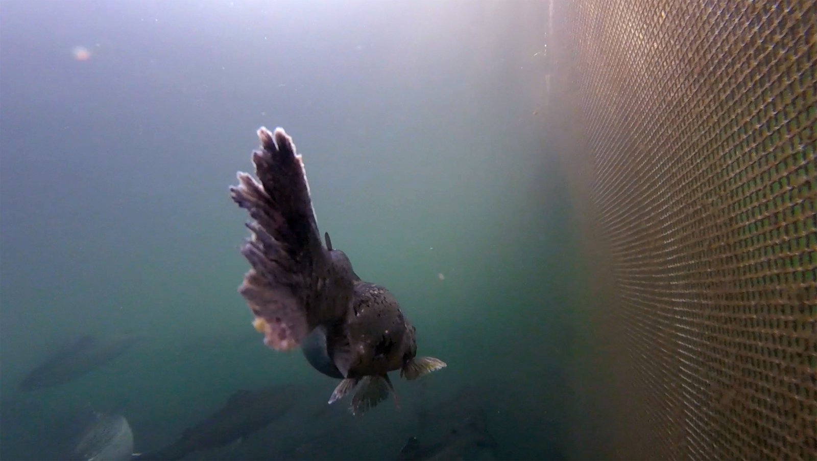 Photo Stills #4 Gruesome tail damage Photo Stills #4 Gruesome tail damage