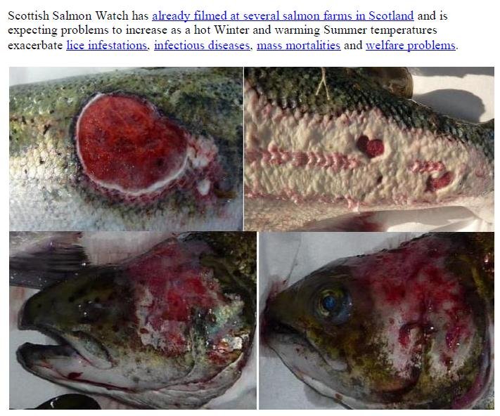 PR Salmonwatch Launched in Scotland 1 July 2019 #4