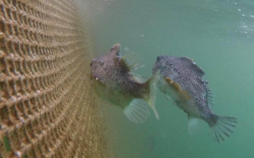 Photo #1 licey cleaner fish Photo #1 licey cleaner fish