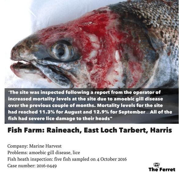 Ferret Raineach Ferret Raineach