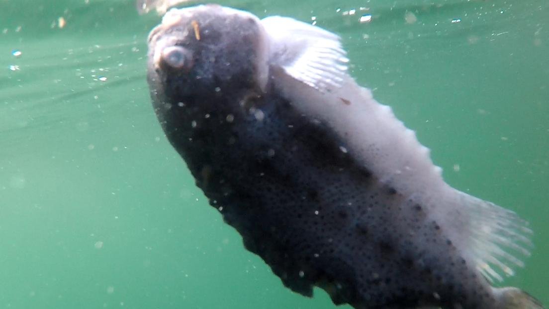 Photo #4 parasite cleaner fish Photo #4 parasite cleaner fish