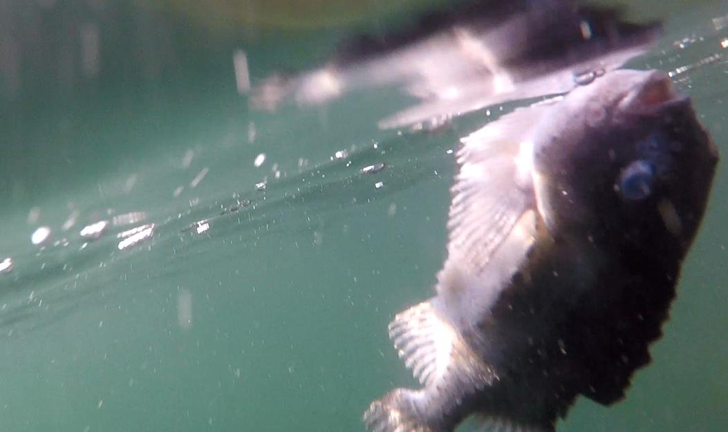 Photo #6 cleaner fish floating Photo #6 cleaner fish floating