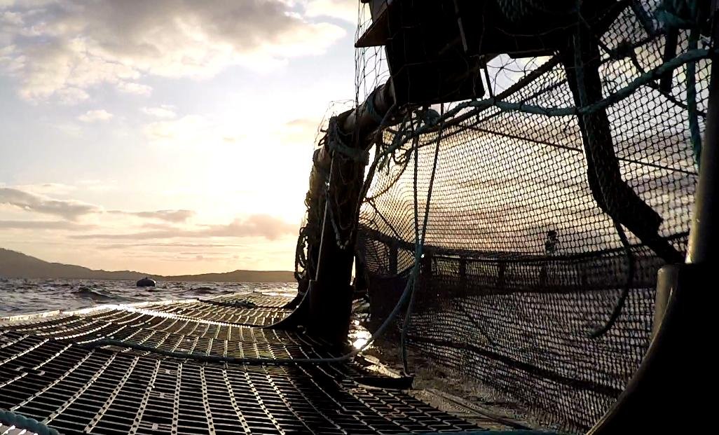 Photo #7 cage Photo #7 cage