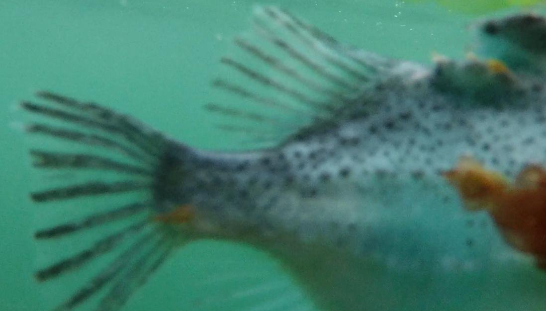 Photo #15 licey cleaner fish Photo #15 licey cleaner fish