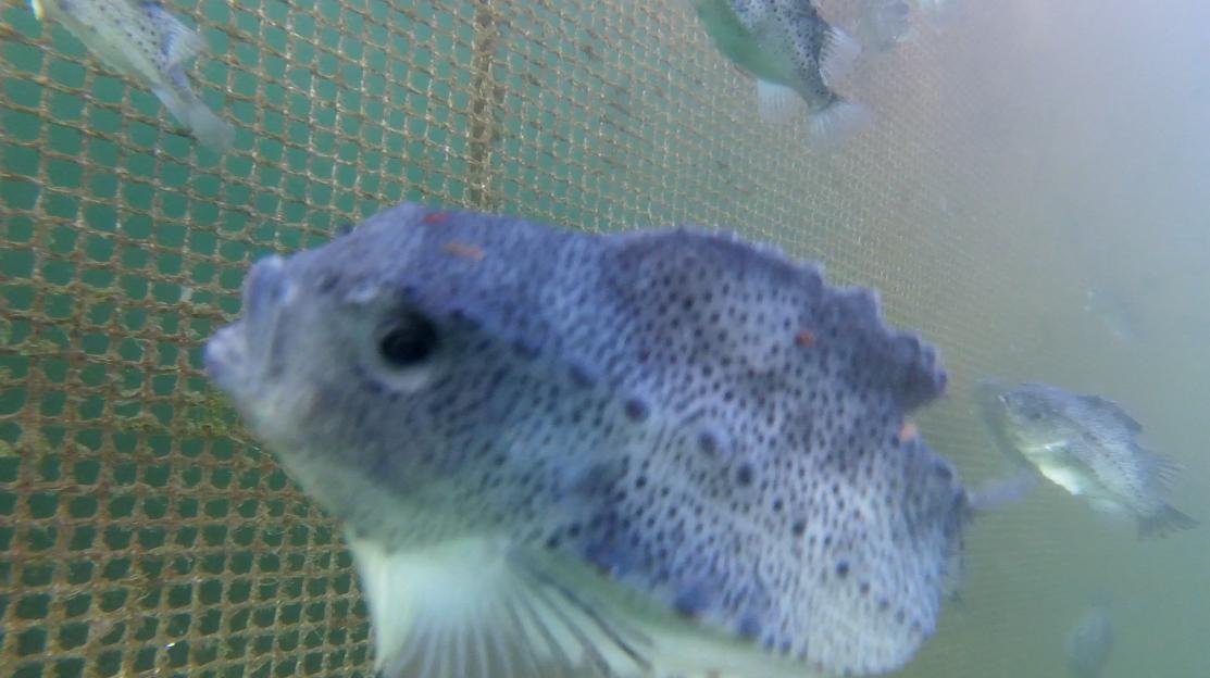 Photo #23 licey lumpsuckers Photo #23 licey lumpsuckers