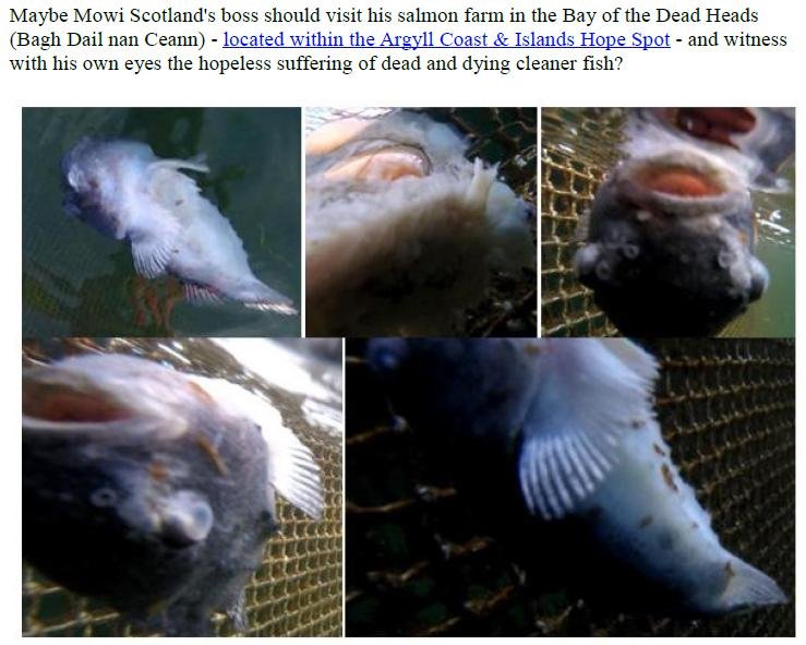 PR Exposing Scottish Salmon's Dirty Secrets 22 July 2019 #4