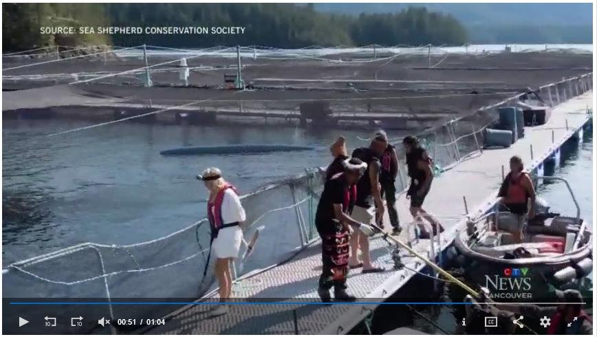 Swim against fish farm #15 Swim against fish farm #15