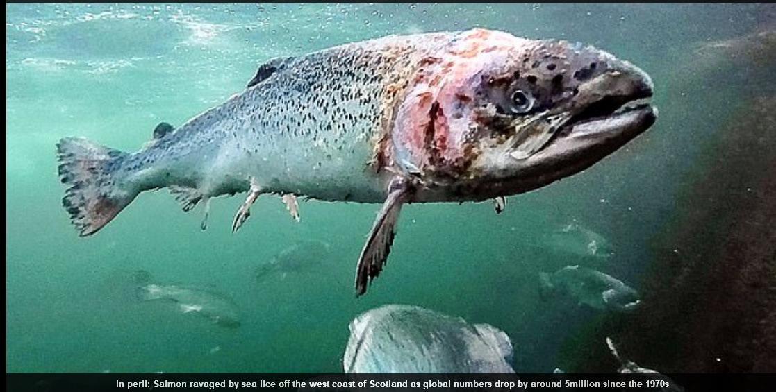 Mail On Sunday 31 March 2019 #Photo salmon from Corin Mail On Sunday 31 March 2019 #Photo salmon from Corin