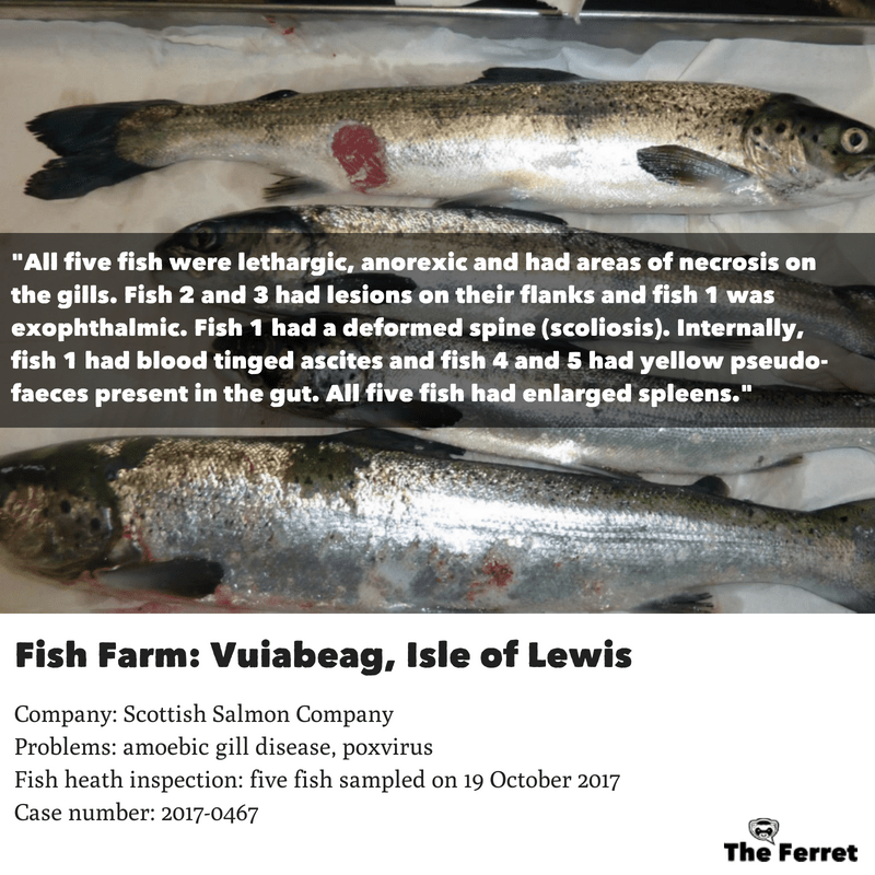 Ferret #19 Ferret #19