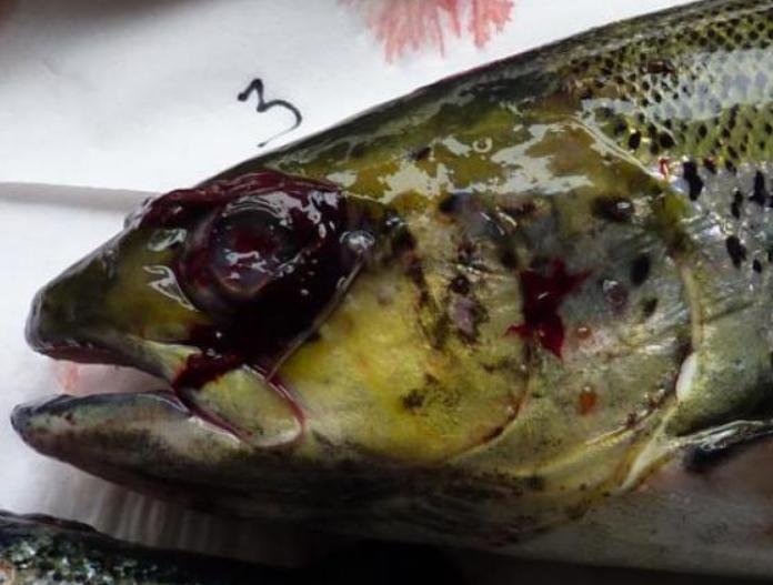 FHI photo #3 2016 FHI photo #3 2016