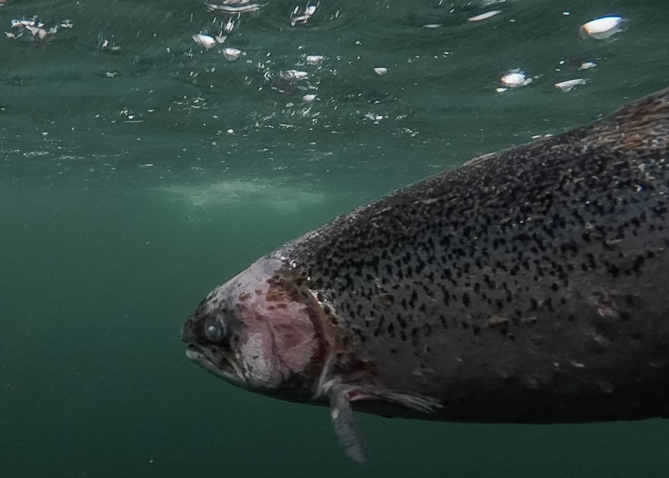 Corin photo Loch Roag #5