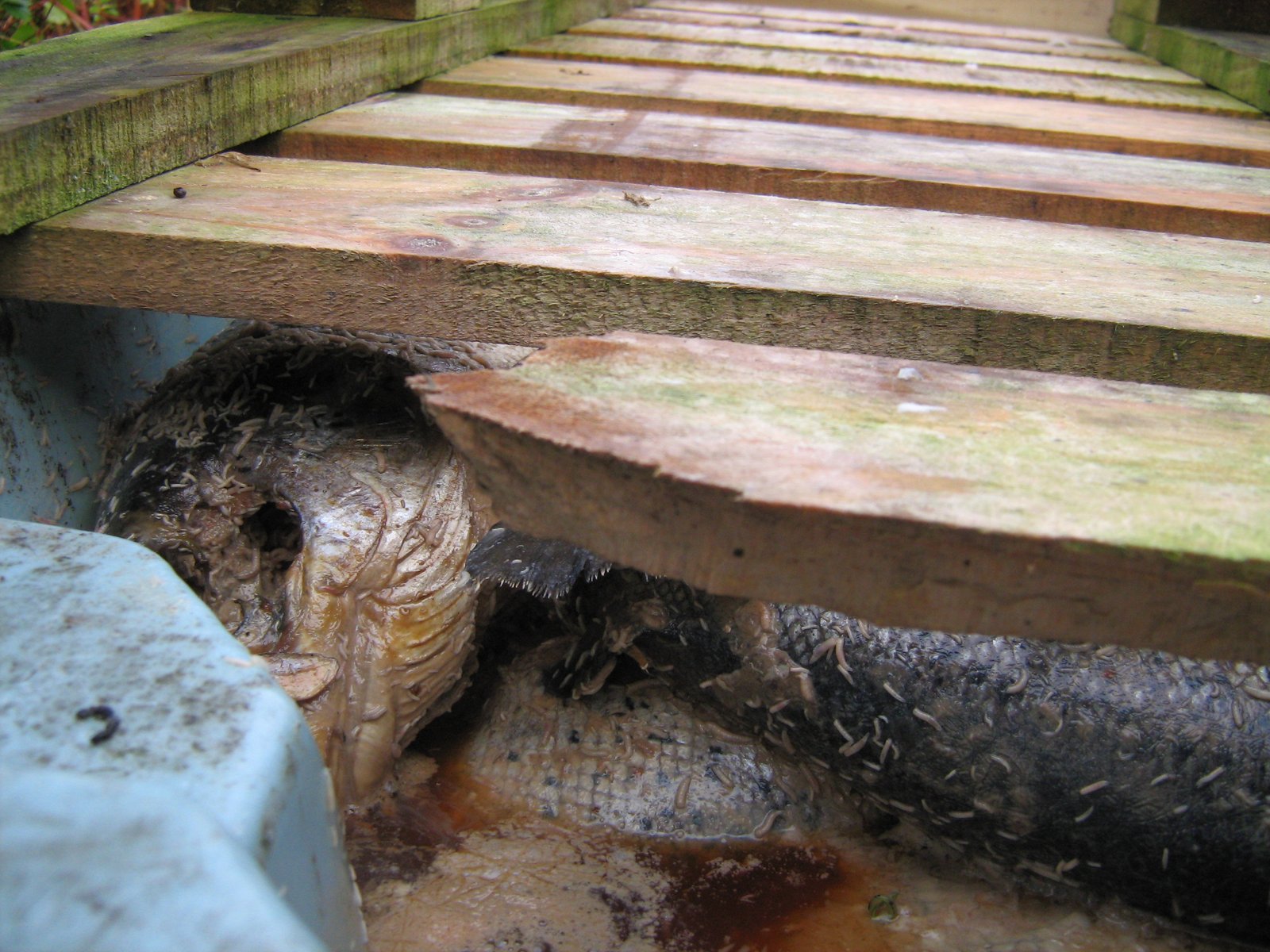 Arran photo #1 Arran photo #1