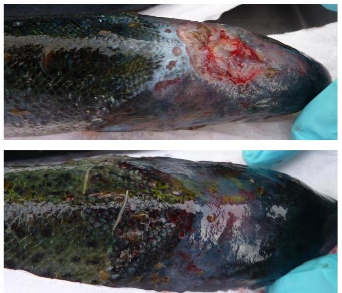 FHI photo #5 2016 FHI photo #5 2016